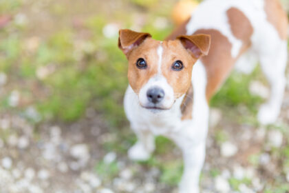 犬に噛まれたとき、狂犬病が心配？